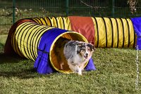 056 ETNA -06082017-AGI 2094AGILITY COMPIEGNE 2017 : 2017, 25 JUIN 2017, AGILITY COMPIEGNE 2017, EPREUVE OUVERTE, ETNA