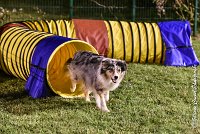 057 ETNA -06082017-AGI 2095AGILITY COMPIEGNE 2017 : 2017, 25 JUIN 2017, AGILITY COMPIEGNE 2017, EPREUVE OUVERTE, ETNA