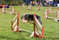 058 ETNA -06082017-AGI 2096AGILITY COMPIEGNE 2017 : 2017, 25 JUIN 2017, AGILITY COMPIEGNE 2017, EPREUVE OUVERTE, ETNA