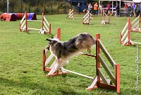 059 ETNA -06082017-AGI 2097AGILITY COMPIEGNE 2017 : 2017, 25 JUIN 2017, AGILITY COMPIEGNE 2017, EPREUVE OUVERTE, ETNA