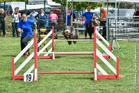 002 FUNNY BOY -05082017-AGI 9315AGILITY COMPIEGNE 2017 - STANDARD : 2017, 25 JUIN 2017, AGILITY COMPIEGNE 2017, AGILITY STANDARD, CAT.C, D68, FT WEB, FUNNY BOY