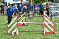 003 FUNNY BOY -05082017-AGI 9316AGILITY COMPIEGNE 2017 - STANDARD : 2017, 25 JUIN 2017, AGILITY COMPIEGNE 2017, AGILITY STANDARD, CAT.C, D68, FT WEB, FUNNY BOY