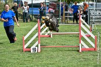 004 FUNNY BOY -05082017-AGI 9317AGILITY COMPIEGNE 2017 - STANDARD : 2017, 25 JUIN 2017, AGILITY COMPIEGNE 2017, AGILITY STANDARD, CAT.C, D68, FUNNY BOY