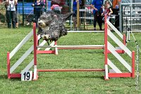 005 FUNNY BOY -05082017-AGI 9318AGILITY COMPIEGNE 2017 - STANDARD : 2017, 25 JUIN 2017, AGILITY COMPIEGNE 2017, AGILITY STANDARD, CAT.C, D68, FUNNY BOY