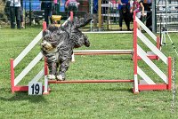 006 FUNNY BOY -05082017-AGI 9319AGILITY COMPIEGNE 2017 - STANDARD : 2017, 25 JUIN 2017, AGILITY COMPIEGNE 2017, AGILITY STANDARD, CAT.C, D68, FUNNY BOY