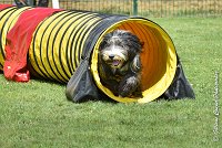 008 FUNNY BOY -05082017-AGI 9320AGILITY COMPIEGNE 2017 - STANDARD-M : 2017, 25 JUIN 2017, AGILITY COMPIEGNE 2017, AGILITY STANDARD, CAT.C, D68, FT WEB, FUNNY BOY