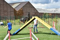 009 FUNNY BOY -05082017-AGI 9322AGILITY COMPIEGNE 2017 - STANDARD : 2017, 25 JUIN 2017, AGILITY COMPIEGNE 2017, AGILITY STANDARD, CAT.C, D68, FUNNY BOY