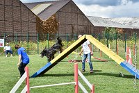 010 FUNNY BOY -05082017-AGI 9323AGILITY COMPIEGNE 2017 - STANDARD : 2017, 25 JUIN 2017, AGILITY COMPIEGNE 2017, AGILITY STANDARD, CAT.C, D68, FUNNY BOY