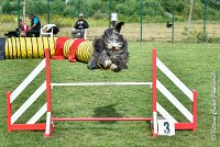 015 FUNNY BOY -05082017-AGI 9334AGILITY COMPIEGNE 2017 - STANDARD : 2017, 25 JUIN 2017, AGILITY COMPIEGNE 2017, AGILITY STANDARD, CAT.C, D68, FT WEB, FUNNY BOY