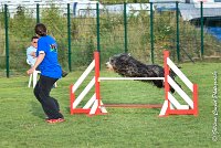 016 FUNNY BOY -05082017-AGI 1388 AGILITY COMPIEGNE 2017 : 2017, 25 JUIN 2017, AGILITY 2, AGILITY COMPIEGNE 2017, CAT.C, D68, FT WEB, FUNNY BOY