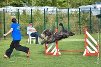 017 FUNNY BOY -05082017-AGI 1389 AGILITY COMPIEGNE 2017 : 2017, 25 JUIN 2017, AGILITY 2, AGILITY COMPIEGNE 2017, CAT.C, D68, FT WEB, FUNNY BOY