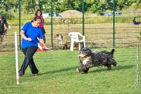 019 FUNNY BOY -05082017-AGI 1391 AGILITY COMPIEGNE 2017 : 2017, 25 JUIN 2017, AGILITY 2, AGILITY COMPIEGNE 2017, CAT.C, D68, FT WEB, FUNNY BOY