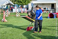 026 FUNNY BOY -05082017-AGI 1404 AGILITY COMPIEGNE 2017 : 2017, 25 JUIN 2017, AGILITY 2, AGILITY COMPIEGNE 2017, CAT.C, D68, FUNNY BOY