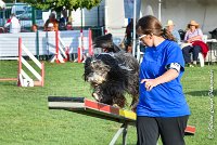 027 FUNNY BOY -05082017-AGI 1405 AGILITY COMPIEGNE 2017 : 2017, 25 JUIN 2017, AGILITY 2, AGILITY COMPIEGNE 2017, CAT.C, D68, FUNNY BOY