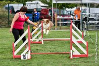 003 GAMJI -05082017-AGI 8661AGILITY COMPIEGNE 2017 - STANDARD : 2017, 25 JUIN 2017, AGILITY COMPIEGNE 2017, AGILITY STANDARD, CAT.C, D33, GAMJI FOR LILI