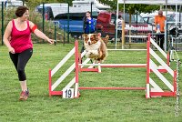 004 GAMJI -05082017-AGI 8662AGILITY COMPIEGNE 2017 - STANDARD : 2017, 25 JUIN 2017, AGILITY COMPIEGNE 2017, AGILITY STANDARD, CAT.C, D33, GAMJI FOR LILI