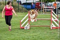 005 GAMJI -05082017-AGI 8663AGILITY COMPIEGNE 2017 - STANDARD : 2017, 25 JUIN 2017, AGILITY COMPIEGNE 2017, AGILITY STANDARD, CAT.C, D33, GAMJI FOR LILI