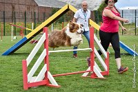 009 GAMJI -05082017-AGI 8668AGILITY COMPIEGNE 2017 - STANDARD : 2017, 25 JUIN 2017, AGILITY COMPIEGNE 2017, AGILITY STANDARD, CAT.C, D33, GAMJI FOR LILI