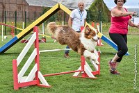 010 GAMJI -05082017-AGI 8669AGILITY COMPIEGNE 2017 - STANDARD : 2017, 25 JUIN 2017, AGILITY COMPIEGNE 2017, AGILITY STANDARD, CAT.C, D33, GAMJI FOR LILI