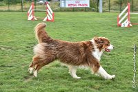 011 GAMJI -05082017-AGI 8670AGILITY COMPIEGNE 2017 - STANDARD : 2017, 25 JUIN 2017, AGILITY COMPIEGNE 2017, AGILITY STANDARD, CAT.C, D33, GAMJI FOR LILI