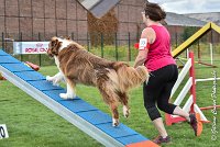 013 GAMJI -05082017-AGI 8672AGILITY COMPIEGNE 2017 - STANDARD : 2017, 25 JUIN 2017, AGILITY COMPIEGNE 2017, AGILITY STANDARD, CAT.C, D33, GAMJI FOR LILI