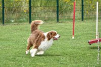 015 GAMJI -05082017-AGI 8674AGILITY COMPIEGNE 2017 - STANDARD : 2017, 25 JUIN 2017, AGILITY COMPIEGNE 2017, AGILITY STANDARD, CAT.C, D33, GAMJI FOR LILI