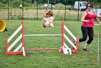 017 GAMJI -05082017-AGI 8676AGILITY COMPIEGNE 2017 - STANDARD : 2017, 25 JUIN 2017, AGILITY COMPIEGNE 2017, AGILITY STANDARD, CAT.C, D33, GAMJI FOR LILI