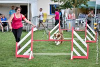 018 GAMJI -05082017-AGI 0401AGILITY COMPIEGNE 2017 - AGILITY 1 : 2017, 25 JUIN 2017, AGILITY 1, AGILITY COMPIEGNE 2017, CAT.C, D33, GAMJI FOR LILI