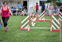 020 GAMJI -05082017-AGI 0403AGILITY COMPIEGNE 2017 - AGILITY 1 : 2017, 25 JUIN 2017, AGILITY 1, AGILITY COMPIEGNE 2017, CAT.C, D33, GAMJI FOR LILI