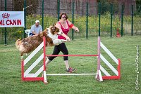 023 GAMJI -05082017-AGI 0406AGILITY COMPIEGNE 2017 - AGILITY 1 : 2017, 25 JUIN 2017, AGILITY 1, AGILITY COMPIEGNE 2017, CAT.C, D33, GAMJI FOR LILI