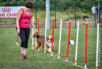 029 GAMJI -05082017-AGI 0413AGILITY COMPIEGNE 2017 - AGILITY 1 : 2017, 25 JUIN 2017, AGILITY 1, AGILITY COMPIEGNE 2017, CAT.C, D33, GAMJI FOR LILI