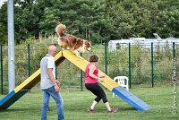 037 GAMJI -05082017-AGI 0422AGILITY COMPIEGNE 2017 - AGILITY 1 : 2017, 25 JUIN 2017, AGILITY 1, AGILITY COMPIEGNE 2017, CAT.C, D33, GAMJI FOR LILI