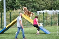 038 GAMJI -05082017-AGI 0423AGILITY COMPIEGNE 2017 - AGILITY 1 : 2017, 25 JUIN 2017, AGILITY 1, AGILITY COMPIEGNE 2017, CAT.C, D33, GAMJI FOR LILI