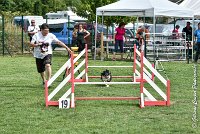 002 GEODE -05082017-AGI 9554AGILITY COMPIEGNE 2017 - STANDARD : 2017, 25 JUIN 2017, AGILITY COMPIEGNE 2017, AGILITY STANDARD, CAT.B, D18, GEODE