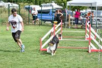 004 GEODE -05082017-AGI 9556AGILITY COMPIEGNE 2017 - STANDARD : 2017, 25 JUIN 2017, AGILITY COMPIEGNE 2017, AGILITY STANDARD, CAT.B, D18, GEODE