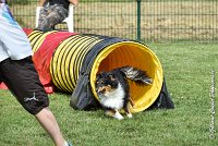 005 GEODE -05082017-AGI 9557AGILITY COMPIEGNE 2017 - STANDARD : 2017, 25 JUIN 2017, AGILITY COMPIEGNE 2017, AGILITY STANDARD, CAT.B, D18, GEODE