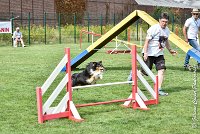 006 GEODE -05082017-AGI 9559AGILITY COMPIEGNE 2017 - STANDARD : 2017, 25 JUIN 2017, AGILITY COMPIEGNE 2017, AGILITY STANDARD, CAT.B, D18, GEODE