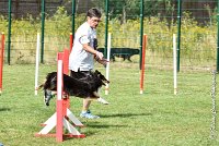 009 GEODE -05082017-AGI 9565AGILITY COMPIEGNE 2017 - STANDARD : 2017, 25 JUIN 2017, AGILITY COMPIEGNE 2017, AGILITY STANDARD, CAT.B, D18, GEODE