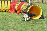 010 GEODE -05082017-AGI 9566AGILITY COMPIEGNE 2017 - STANDARD : 2017, 25 JUIN 2017, AGILITY COMPIEGNE 2017, AGILITY STANDARD, CAT.B, D18, GEODE