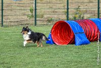 012 GEODE -05082017-AGI 1184sans titre : 2017, 25 JUIN 2017, AGILITY 2, AGILITY COMPIEGNE 2017, CAT.B, D18, GEODE