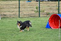 013 GEODE -05082017-AGI 1185sans titre : 2017, 25 JUIN 2017, AGILITY 2, AGILITY COMPIEGNE 2017, CAT.B, D18, GEODE