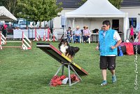 022 GEODE -05082017-AGI 1197sans titre : 2017, 25 JUIN 2017, AGILITY 2, AGILITY COMPIEGNE 2017, CAT.B, D18, GEODE