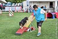 024 GEODE -05082017-AGI 1199sans titre : 2017, 25 JUIN 2017, AGILITY 2, AGILITY COMPIEGNE 2017, CAT.B, D18, GEODE