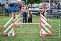 001 HASTONE BLACK -05082017-AGI 8874AGILITY COMPIEGNE 2017 - STANDARD : 2017, 25 JUIN 2017, AGILITY COMPIEGNE 2017, AGILITY STANDARD, CAT.C, D43, HASTONE-BLACK