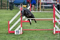 004 HASTONE BLACK -05082017-AGI 8877AGILITY COMPIEGNE 2017 - STANDARD : 2017, 25 JUIN 2017, AGILITY COMPIEGNE 2017, AGILITY STANDARD, CAT.C, D43, HASTONE-BLACK