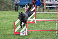 005 HASTONE BLACK -05082017-AGI 8878AGILITY COMPIEGNE 2017 - STANDARD : 2017, 25 JUIN 2017, AGILITY COMPIEGNE 2017, AGILITY STANDARD, CAT.C, D43, HASTONE-BLACK