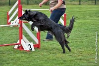 006 HASTONE BLACK -05082017-AGI 8879AGILITY COMPIEGNE 2017 - STANDARD : 2017, 25 JUIN 2017, AGILITY COMPIEGNE 2017, AGILITY STANDARD, CAT.C, D43, HASTONE-BLACK