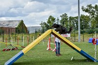 007 HASTONE BLACK -05082017-AGI 8882AGILITY COMPIEGNE 2017 - STANDARD : 2017, 25 JUIN 2017, AGILITY COMPIEGNE 2017, AGILITY STANDARD, CAT.C, D43, HASTONE-BLACK