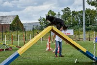 008 HASTONE BLACK -05082017-AGI 8883AGILITY COMPIEGNE 2017 - STANDARD : 2017, 25 JUIN 2017, AGILITY COMPIEGNE 2017, AGILITY STANDARD, CAT.C, D43, HASTONE-BLACK