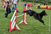 012 HASTONE BLACK -05082017-AGI 8888AGILITY COMPIEGNE 2017 - STANDARD : 2017, 25 JUIN 2017, AGILITY COMPIEGNE 2017, AGILITY STANDARD, CAT.C, D43, HASTONE-BLACK